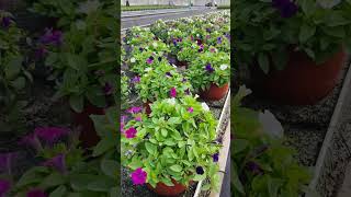 Mixed little tunia israel flowerharvest gardenplants [upl. by Buller]