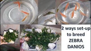 How to breed Zebra Danios in 2 way setup technique [upl. by Eenot925]