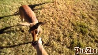 Gerenuk Through Google Glass [upl. by Kenaz]