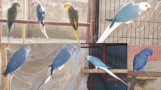 Some New Pairs for this Breeding Season  Males shifted in seperate breeding cages for good bonding [upl. by Chuch505]