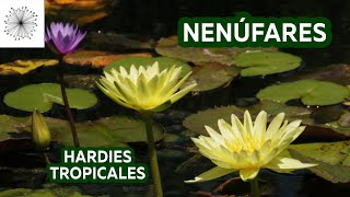 Todo sobre los Nenúfares Hardies y Tropicales [upl. by Mmada]