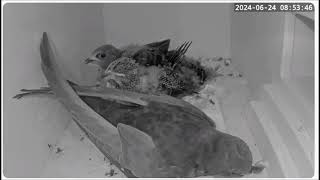 C RSPB live Swift cam Little one gets fed at 0853 24th June 2024 [upl. by Lenoel]