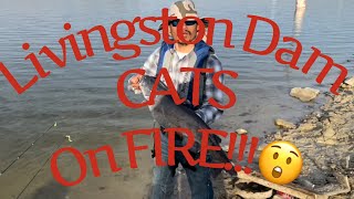 2022 Livingston Dam cat fish HOT 5 lbs to 10 lbs plus cats on FIRE  updates 3222 Ep 25 [upl. by Salvay]