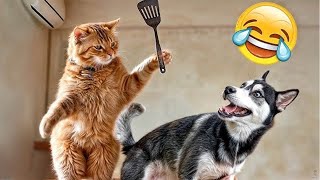 Laugh 2 Minutes A Day With Funny Cat and Dog Couple  Latest Funny Pet Video 2024 [upl. by Anavlys]