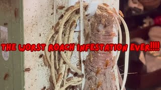 THE MOST INSANE ROACH INFESTATION EVER  Reaction And Discussion [upl. by Asusej]