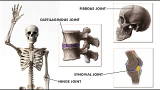 All types of joints in our body Joints and its types 3d animation [upl. by Sidwell671]