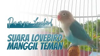 Suara Lovebird Ngekek Memanggil Teman [upl. by Don38]