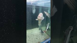 River monster joint gurami fish Redtail Catfish channna fish Alligatorgar shortvideo shorts fish [upl. by Gereron]