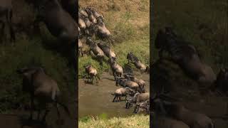 Great Wildebeests Migration  Herd Of Wildebeests Running In Masai Mara Kenya 2022Wildlife [upl. by Robers]