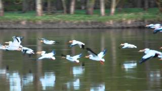 Be on the lookout for pelicans on the Rock River and surrounding areas this spring [upl. by Emaj]