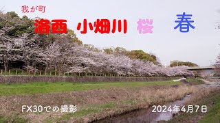 我が町 洛西 小畑川 桜 『春』 カメラ：FX30 [upl. by Anesuza138]