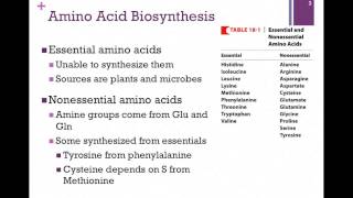 135Overview of Amino Acid Biosynthesis [upl. by Eila]