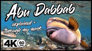 Snorkeling Egypt  Abu Dabbab  GoPro HERO 8 4K 60FPS [upl. by Noella]