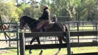 Pat Parelli Rides Deklan a rising 5 year old Dutch Warmblood [upl. by Raskin]