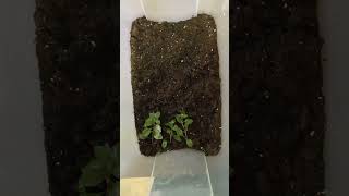 How To Grow Emersed Aquarium Plants Ludwigia Repens 🌱 [upl. by Docilla]