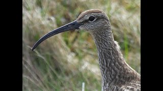 Regenwulp  Eurasian Whimbrel  Arnarstapi Iceland  14062024 [upl. by Pfosi]