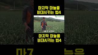 한국농수산TV 마지막 마늘의 비대관리는 이렇게 하세요 슈퍼농부의 꿀팁 [upl. by Nagard]