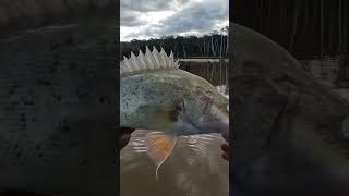 Fishing trip lake Nillahcootie fishing fishingaustralia murraycod catchandrelease reels [upl. by Acinhoj]