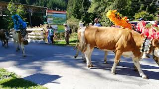 Almabtrieb 2019 Wildschönau [upl. by Ferguson]