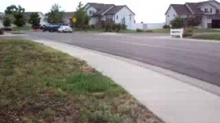 Killdeer Bird Running to Protect its babies [upl. by Aliab]