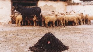 Kilenc Magyar Kutyafajta komondor kuvasz puli pumi mudi vizsla agár erdélyi kopó [upl. by Euqinad705]