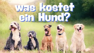 2024  Was KOSTET ein Hund – Unser Hund im KostenCheck DJ ist einfach ein Traum [upl. by Aihsilat]