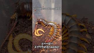 갈라파고스는 한끼에 밀웜 3마리  Scolopendra galapagoensis [upl. by Dougal]