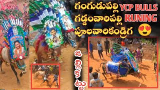 2024 Jallikattu 🤩 Highlights  Ycp Bulls 🐂Running  Three Village Jallikattu Festival 🔥 జల్లికట్టు 😍 [upl. by Wedurn]