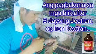 Ang pagbakuna sa mga biik after 3 daysng Jectranor Iron Dextran Gers Vlog [upl. by Anoirtac]