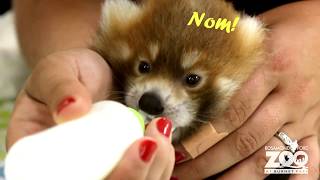 Red Panda Baby Feeding Nom Noms at Syracuse Zoo [upl. by Sabina]