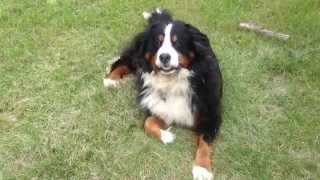 Bernese Mountain Dog Loves to Bark [upl. by Haliek]