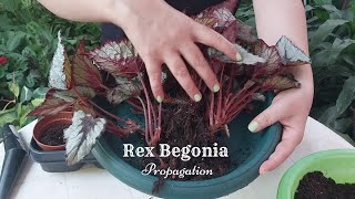 How to Divide Rex Begonia  Begonia Rex Propagation  Beautiful Indoor Plant [upl. by Atteuqal]