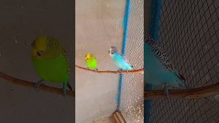 Most Beautiful Budgies parakeets ❤️ [upl. by Euqinot]