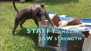 STAFFY DOG BREED HAS AMAZING JAW POWER  STAFFORDSHIRE BULL TERRIER [upl. by Piwowar]