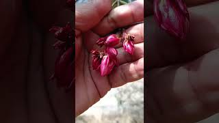 FlowersGardeningLawnNerium oleander plantshort videotrending reelshighlightsubscribers [upl. by Venetis]