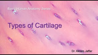 Types of Cartilage [upl. by Lebasi]