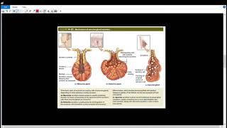 Exocrine Glands l6l الغدد خارجية الإفراز [upl. by Muriah]