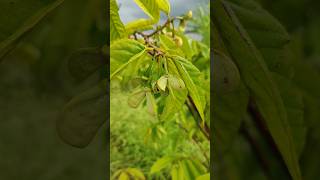 Rollinia excusa flowering Australian custered apple biriba fruit in our Ramanujans garden [upl. by Barnie151]