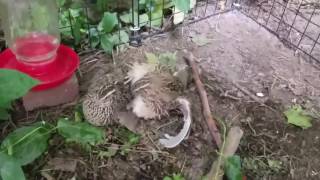 Coturnix Quail  Mating [upl. by Placia]