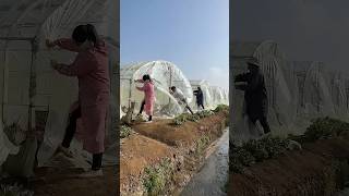 Vegetable greenhouse construction process construction [upl. by Honebein]