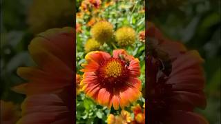 Gaillardia pulchella 天人菊 firewheel 花語 花園 花 flower [upl. by Hiett]