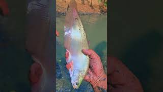 Catching Bronze Featherback fish in pond Chitala BronzeFeatherback fishing Chitala Belida fish [upl. by Luigino]