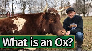 Oxen Basics What is an Ox [upl. by Oicnedurp]