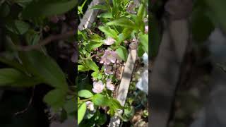 Bush Cherry flowers Prunus japonica [upl. by Aneladdam]