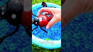 3 4 5 Year Old Learning Video  Learn Bug Names for Boys Girls Mosquito Ant Dragonfly Ladybug [upl. by Dempsey]