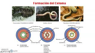 Características Protostomados y Deuterostomados [upl. by Ahsahtan]