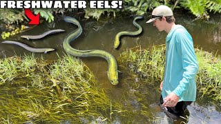 CATCHING FRESHWATER EELS For My NEW POND [upl. by Merth]