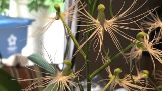 ORCHID SPOTLIGHT HABENARIA MEDUSA [upl. by Yrffej]