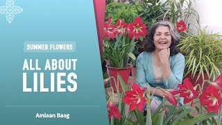 All About Lilies  Summer Flowers  गर्मियों में ये सब लिली ऐसे उगाइए [upl. by Aruabea]