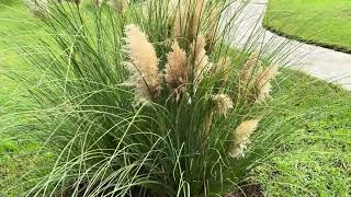 Pampas grass cortaderia selloanamagandang bulaklak talahib grassplant grass [upl. by Delores]